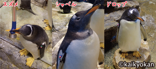 しものせき水族館「海響館」公式 on X: 