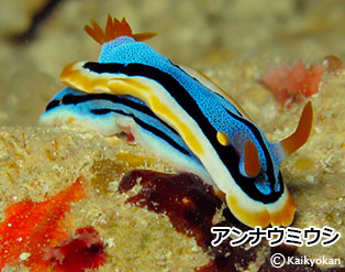 2804annnaumiusi
