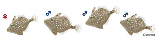 amimehagiirasuto　rogo