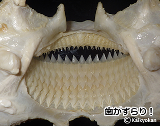 目もサメる!「サメアゴ」の話 | 市立しものせき水族館「海響館」 公益