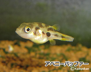 abeni-paffa-