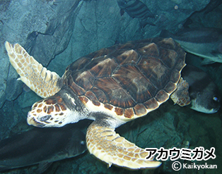 赤？それとも青？ | 市立しものせき水族館｢海響館｣ 公益財団法人下関