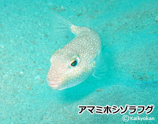 amamihoshizorahugu