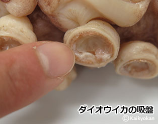daiouikanokyuubann