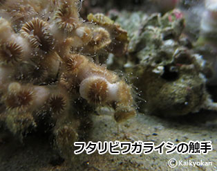 futaribiwagaraishi