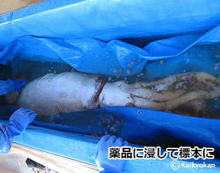 horumarinnduke