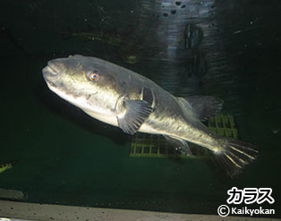 karasu