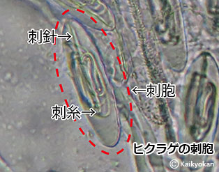 kuragenosihou