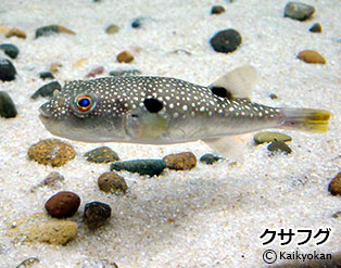 kusafugu