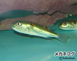 meganefugu