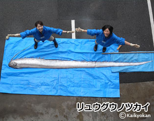 ryuuguunotukai