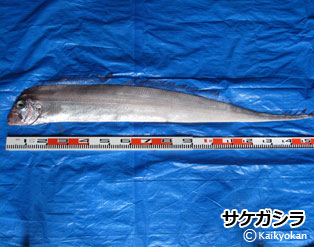 sakegasirara