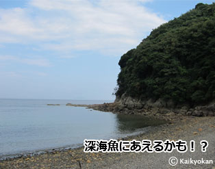 sinnkaigyoniaeruka