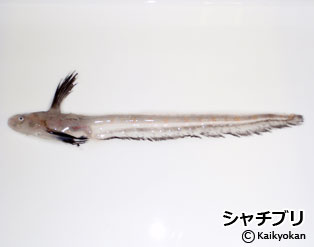 syatiburi
