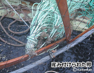 tamagokou