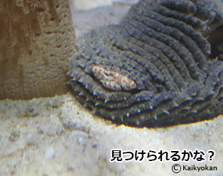 umierakanidamashi
