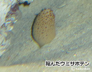 umisabotennchidimu