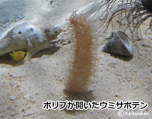 umisabotenporipuhiraku