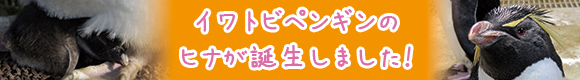 2016rockhopperbanner