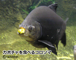 26kabocyakorosomarogo