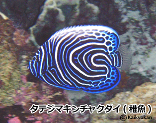 26tatejimakincyakudairogo