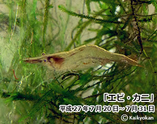 27ebikani