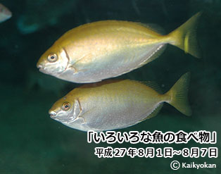 27tabemono