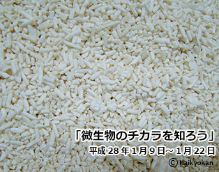 biseibutsunochikara