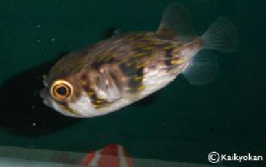サザーングローブフィッシュ 市立しものせき水族館 海響館 公益財団法人下関海洋科学アカデミー 山口県下関市あるかぽーと 6番1号
