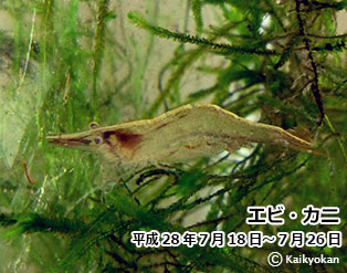 ebikani