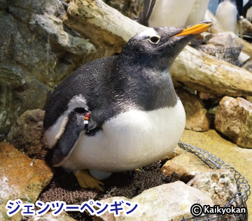gentoopenguin2016egg