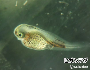 higanfugu