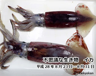 ika