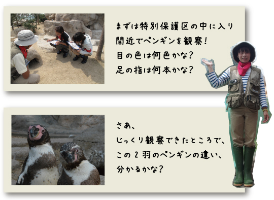 penguinranger2016summer2-2