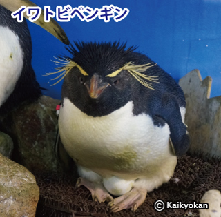 rockhopper2016egg