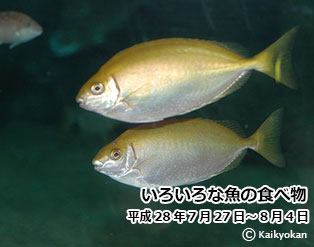 sakananotabemono