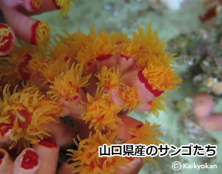 yamaguchikensannsanngo