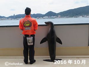 201610nadeshiko