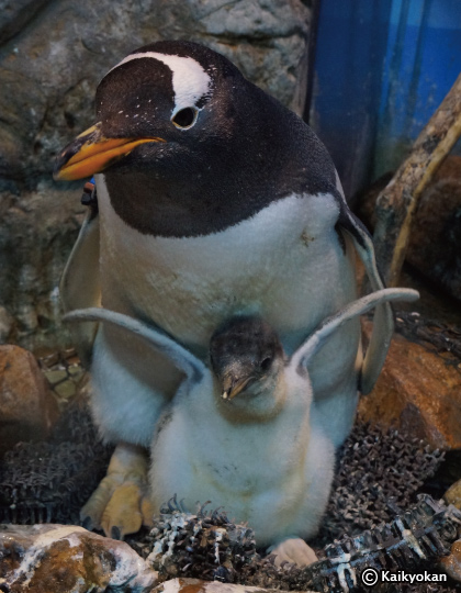 今だけです ‐ジェンツーペンギンのヒナ‐ | 市立しものせき水族館
