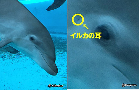 第184回 イルカの耳 | 市立しものせき水族館｢海響館｣ 公益財団法人下関