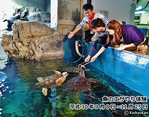 秋限定 体験イベント 魚のエサやり体験 水族館のバックヤードで 生き物にエサをあげてみよう 市立しものせき水族館 海響館 公益財団法人下関海洋科学アカデミー 山口県下関市あるかぽーと 6番1号