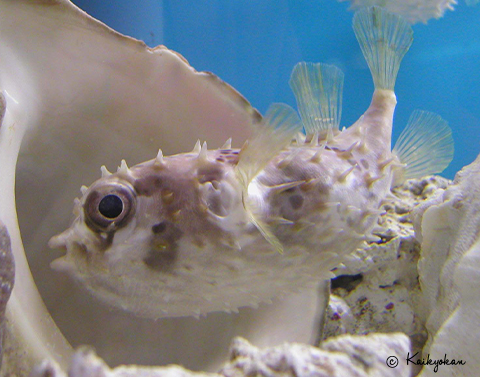 今日の推しフグ メイタイシガキフグ | 市立しものせき水族館｢海響館