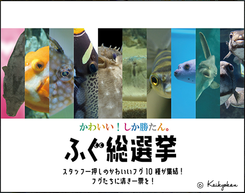 かわいい しか勝たん ふぐ総選挙 が始まります 市立しものせき水族館 海響館 公益財団法人下関海洋科学アカデミー 山口県下関市あるかぽーと 6番1号