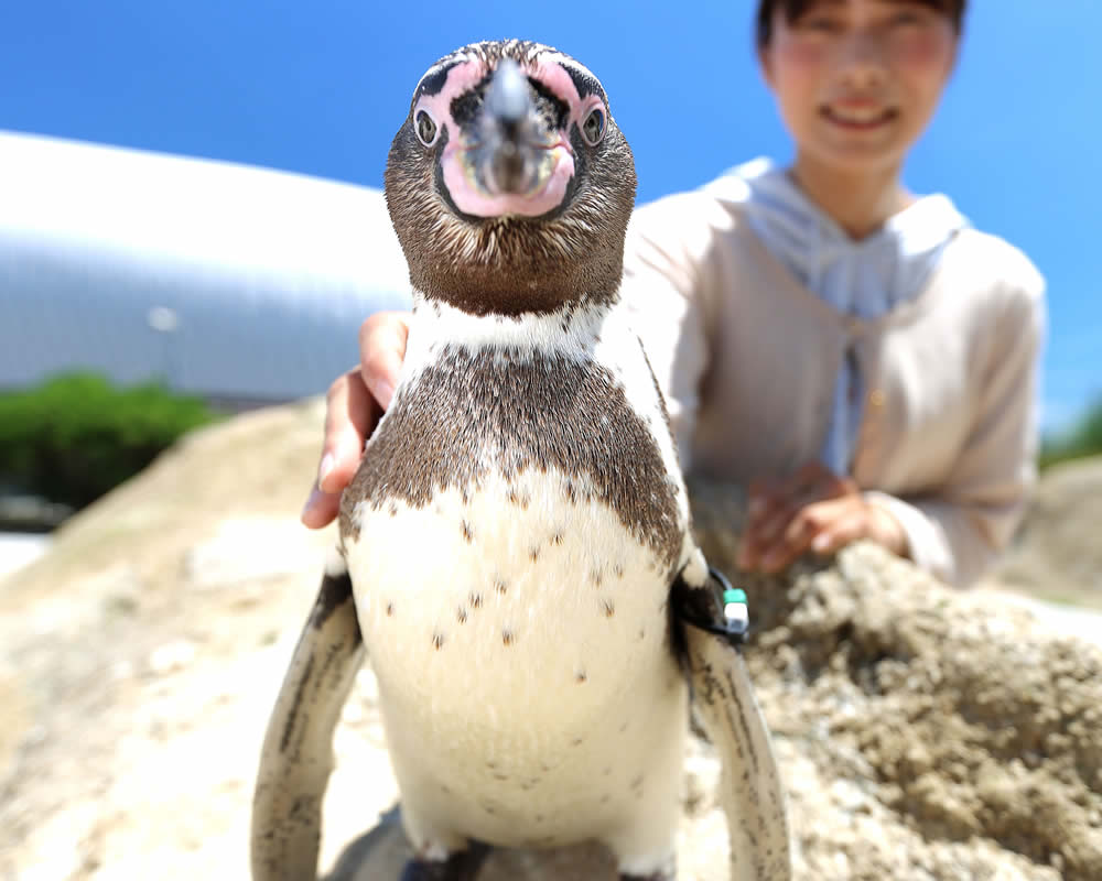 ペンギンタッチ | 市立しものせき水族館｢海響館｣ 公益財団法人下関海洋