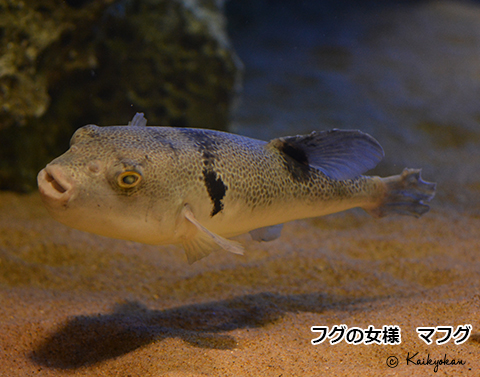 ふぐ処理師 市立しものせき水族館 海響館 公益財団法人下関海洋科学アカデミー 山口県下関市あるかぽーと 6番1号