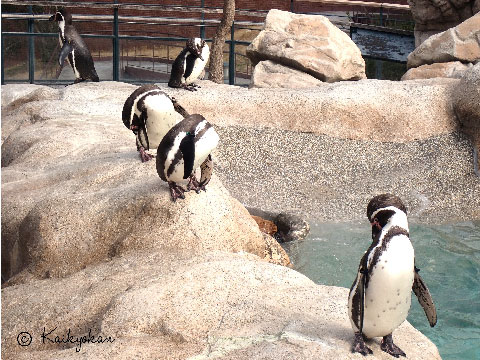 ミニチュア 添配 盆景 蝋型鋳物 鷺（サギ）対 銅製 夫婦 オス