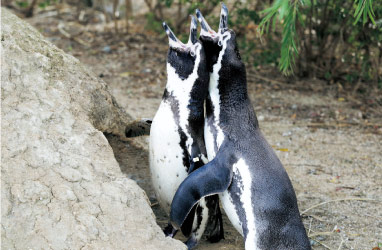 ペンギン村 温帯ゾーン