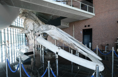 シロナガスクジラ全身骨格標本