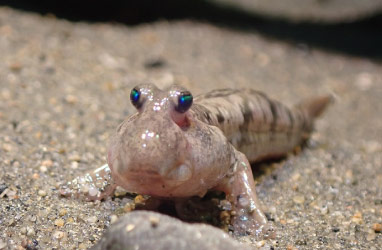 干潟の生き物