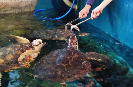 マンボウやピラルク、ウミガメなど